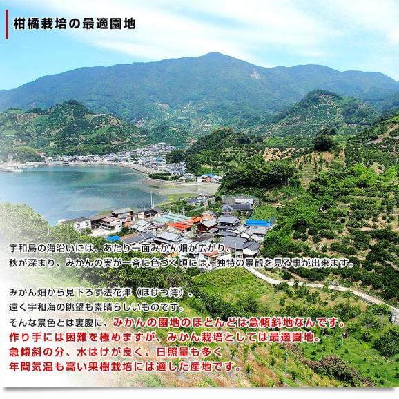 愛媛県 宇和島市吉田町 訳ありポンカン 3Lから2Lサイズ 約2.8キロ (11玉から15玉前後) 送料無料 柑橘 オレンジ ぽんかん ご家庭用 市場発送06