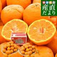 愛媛県 宇和島市吉田町 訳ありポンカン 3Lから2Lサイズ 約10キロ (40玉から53玉前後) 送料無料 柑橘 オレンジ ぽんかん ご家庭用 市場発送