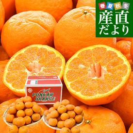 愛媛県 宇和島市吉田町 訳ありポンカン 3Lから2Lサイズ 約10キロ (40玉から53玉前後) 送料無料 柑橘 オレンジ ぽんかん ご家庭用 市場発送