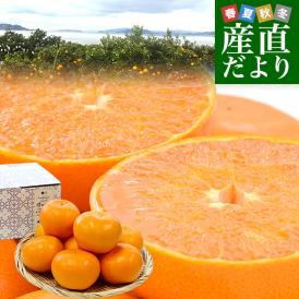  愛媛県産　JAえひめ中央　中島のせとか 青秀以上　3ＬからLサイズ　2.5キロ　 送料無料 柑橘 オレンジ 松山 愛媛中央農協