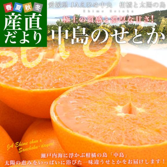  愛媛県産　JAえひめ中央　中島のせとか 青秀以上　3ＬからLサイズ　2.5キロ　 送料無料 柑橘 オレンジ 松山 愛媛中央農協02