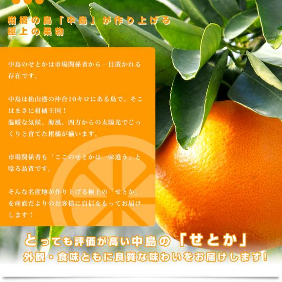  愛媛県産　JAえひめ中央　中島のせとか 青秀以上　3ＬからLサイズ　2.5キロ　 送料無料 柑橘 オレンジ 松山 愛媛中央農協06