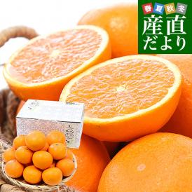 和歌山県 JAありだAQ選果場 清見タンゴール 特秀品 糖度12度以上 約3キロ 2LからMサイズ (12玉から20玉前後) 送料無料 柑橘 オレンジ
