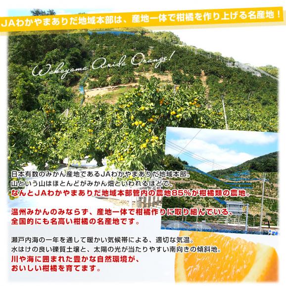 和歌山県 JAわかやまAQ選果場 清見タンゴール 特秀品 糖度12度以上 約3キロ 2LからMサイズ （12玉から20玉前後） 送料無料 柑橘 オレンジ06