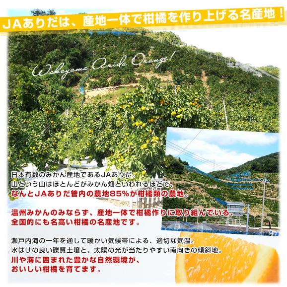和歌山県 JAありだAQ選果場 清見タンゴール 特秀品 糖度12度以上 約3キロ 2LからMサイズ (12玉から20玉前後) 送料無料 柑橘 オレンジ06