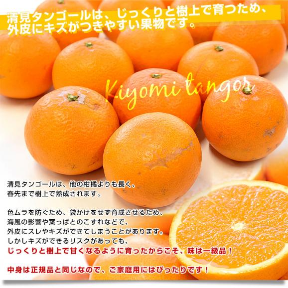 和歌山県 JAありだAQ選果場 清見タンゴール ご家庭用 約3キロ 2LからMサイズ (12玉から20玉前後) 送料無料 柑橘 オレンジ04
