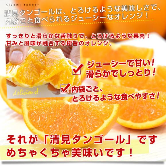 和歌山県 JAありだAQ選果場 清見タンゴール ご家庭用 約3キロ 2LからMサイズ (12玉から20玉前後) 送料無料 柑橘 オレンジ05