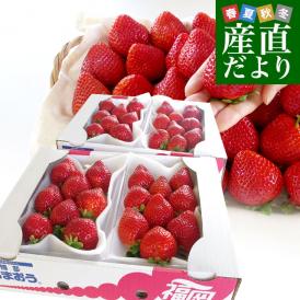 福岡県産 超盛りあまおう DX たっぷり2箱 1080g （合計28粒から48粒）（540g×2箱） 送料無料 アマオウ デラックス 農協 いちご 苺 イチゴ