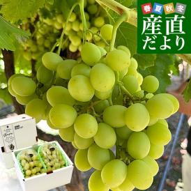 皮ごと食べられる！高糖度！シードレスぶどう オーストラリア産 約1.2キロ（約600g×2入）送料無料 種なしぶどう 輸入ぶどう 海外ぶどう