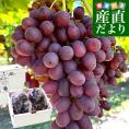 皮ごと食べられる！豊かな甘み！シードレス赤ぶどう オーストラリア産 約1.2キロ（約600g×2入）送料無料 種なしぶどう 輸入ぶどう 海外ぶどう