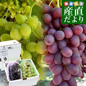 皮ごと食べられる！高糖度！シードレス緑ぶどう＆赤ぶどうセット オーストラリア産 約1.2キロ（約600g×2入）送料無料 種なしぶどう 輸入ぶどう 海外ぶどう