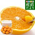 愛媛県産 JAにしうわ三崎共選 清見タンゴール 良品以上 2LからＬサイズ 約3キロ (12玉から16玉前後) 送料無料 柑橘 オレンジ 西宇和 