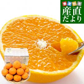 愛媛県産 JAにしうわ三崎共選 清見タンゴール 良品以上 2LからＬサイズ 約3キロ (12玉から16玉前後) 送料無料 柑橘 オレンジ 西宇和 