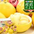 熊本県産 JA熊本うき パール柑 赤秀 10キロ 4Lから2L (14玉から18玉) 送料無料 市場発送 柑橘 ぱーるかん 宇城