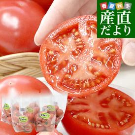 埼玉県産 こだわり農家の小玉トマト 約2.2キロ（約450g×5袋入） 送料無料 春トマト とまと 市場発送