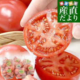 埼玉県産 こだわり農家の小玉トマト 約3.6キロ（約450g×8袋入） 送料無料 春トマト とまと 市場発送
