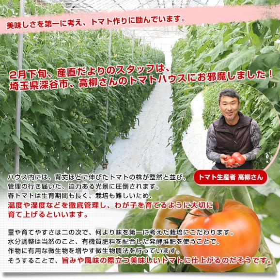 埼玉県産 こだわり農家の小玉トマト 約3.6キロ（約450g×8袋入） 送料無料 春トマト とまと 市場発送05