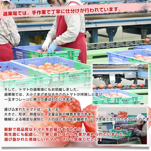 埼玉県産 こだわり農家の小玉トマト 約3.6キロ（約450g×8袋入） 送料無料 春トマト とまと 市場発送06