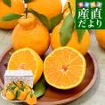 熊本県味咲グループ 樹上完熟・葉付き「肥の豊（ひのゆたか）」赤秀品 2Lから3Lサイズ 約2.2キロ（8玉から9玉前後）不知火 しらぬひ 柑橘 市場発送