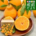 熊本県味咲グループ　樹上完熟・葉付き「肥の豊（ひのゆたか）」赤秀品 2Lから3Lサイズ 約5キロ（18玉から20玉前後）不知火 しらぬひ 柑橘 市場発送