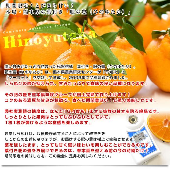 熊本県味咲グループ　樹上完熟・葉付き「肥の豊（ひのゆたか）」赤秀品 2Lから3Lサイズ 約5キロ（18玉から20玉前後）不知火 しらぬひ 柑橘 市場発送04