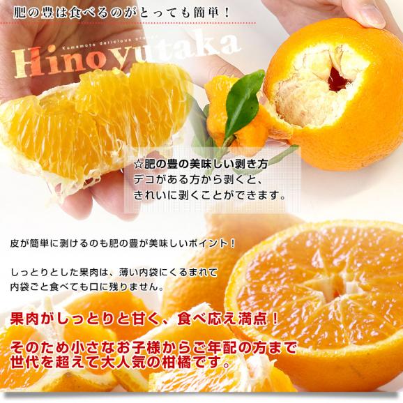 熊本県味咲グループ　樹上完熟・葉付き「肥の豊（ひのゆたか）」赤秀品 2Lから3Lサイズ 約5キロ（18玉から20玉前後）不知火 しらぬひ 柑橘 市場発送05