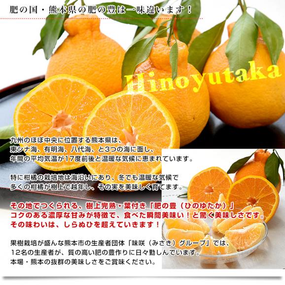 熊本県味咲グループ　樹上完熟・葉付き「肥の豊（ひのゆたか）」赤秀品 2Lから3Lサイズ 約5キロ（18玉から20玉前後）不知火 しらぬひ 柑橘 市場発送06
