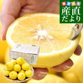 熊本県味咲グループ はるか 赤秀品 2LからMサイズ 約2.5キロ（11玉から18玉前後）送料無料 柑橘