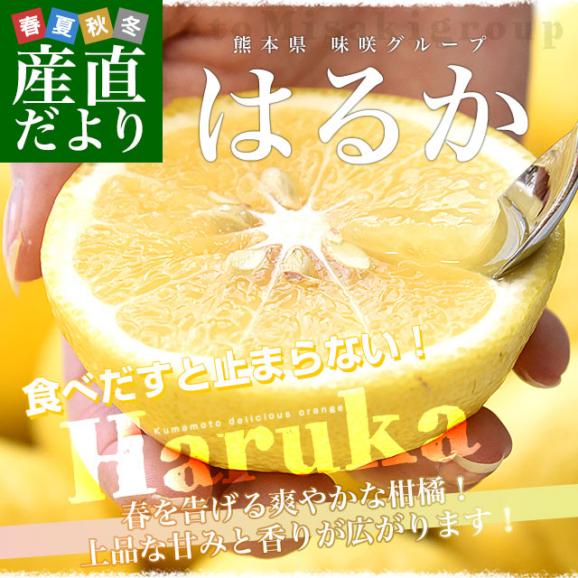 熊本県味咲グループ はるか 赤秀品 2LからMサイズ 約2.5キロ（11玉から18玉前後）送料無料 柑橘02