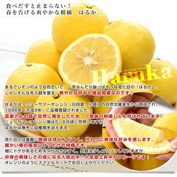 熊本県味咲グループ はるか 赤秀品 2LからMサイズ 約2.5キロ（11玉から18玉前後）送料無料 柑橘04