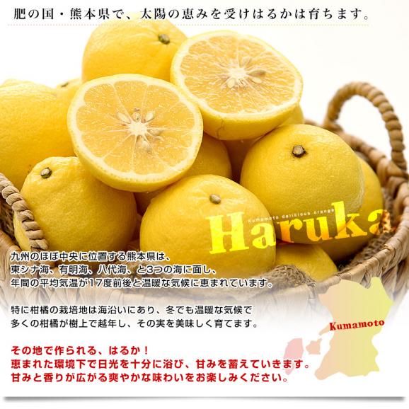 熊本県味咲グループ はるか 赤秀品 2LからMサイズ 約2.5キロ（11玉から18玉前後）送料無料 柑橘05