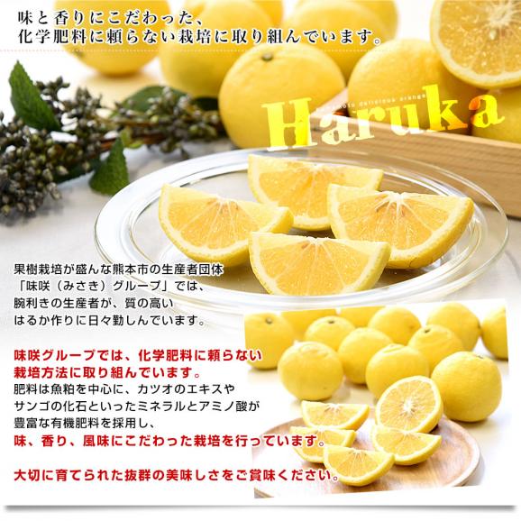熊本県味咲グループ はるか 赤秀品 2LからMサイズ 約2.5キロ（11玉から18玉前後）送料無料 柑橘06