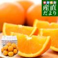 愛媛県産 にしうわフーズ 清見タンゴール ご家庭用 2LからMサイズ 約3キロ（12玉から20玉前後）送料無料 柑橘 オレンジ