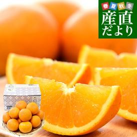 愛媛県産 にしうわフーズ 清見タンゴール ご家庭用 2LからMサイズ 約3キロ（12玉から20玉前後）送料無料 柑橘 オレンジ