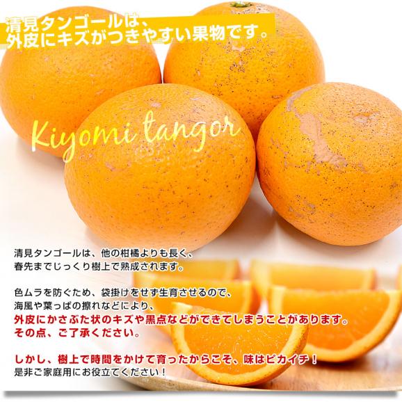 愛媛県産 にしうわフーズ 清見タンゴール ご家庭用 2LからMサイズ 約3キロ（12玉から20玉前後）送料無料 柑橘 オレンジ04