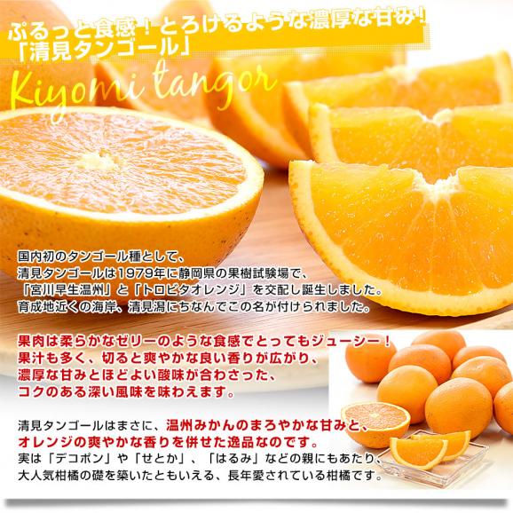 愛媛県産 にしうわフーズ 清見タンゴール ご家庭用 2LからMサイズ 約3キロ（12玉から20玉前後）送料無料 柑橘 オレンジ05
