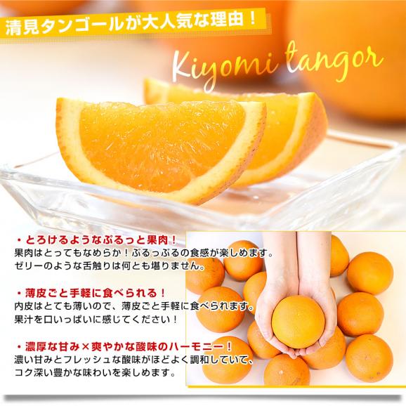 愛媛県産 にしうわフーズ 清見タンゴール ご家庭用 2LからMサイズ 約3キロ（12玉から20玉前後）送料無料 柑橘 オレンジ06