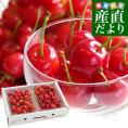 山形県より産地直送 さくらんぼ佐藤錦 Mサイズ　秀品1キロ (500g×2P入) 送料無料 クール便　サクランボ　桜桃