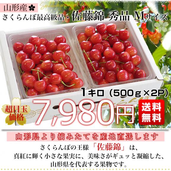 山形県より産地直送 さくらんぼ佐藤錦 Mサイズ　秀品1キロ (500g×2P入) 送料無料 クール便　サクランボ　桜桃03