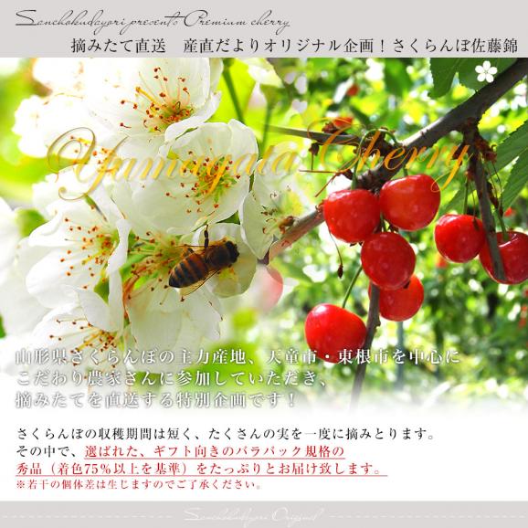 山形県より産地直送 さくらんぼ佐藤錦 Mサイズ　秀品1キロ (500g×2P入) 送料無料 クール便　サクランボ　桜桃04