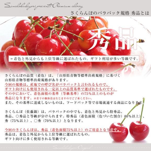 山形県より産地直送 さくらんぼ佐藤錦 Mサイズ　秀品1キロ (500g×2P入) 送料無料 クール便　サクランボ　桜桃05