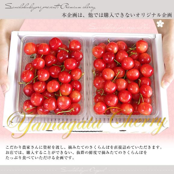 山形県より産地直送 さくらんぼ佐藤錦 Mサイズ　秀品1キロ (500g×2P入) 送料無料 クール便　サクランボ　桜桃06