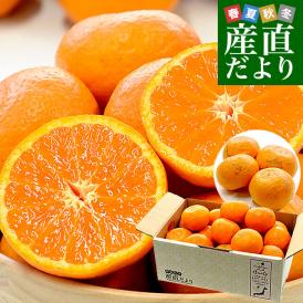和歌山県 JAありだAQ選果場 カラマンダリン 青秀品 約2.5キロ 2LからMサイズ (15玉から23玉前後) 送料無料 柑橘 みかん
