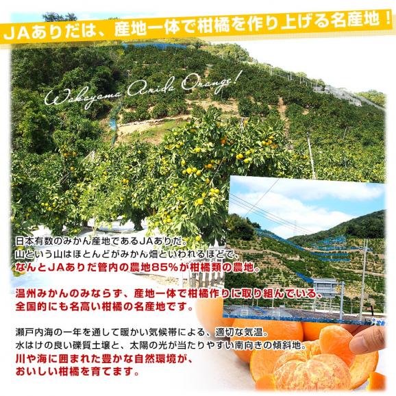 和歌山県 JAありだAQ選果場 カラマンダリン TOPグレード赤秀品 約2.5キロ 2LからMサイズ (15玉から23玉前後) 送料無料 柑橘 みかん06