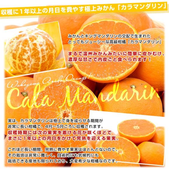 和歌山県 JAありだAQ選果場 カラマンダリン ご家庭用 約2.5キロ 2LからMサイズ (15玉から23玉前後) 送料無料 柑橘 みかん04