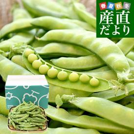 静岡県産 砂糖えんどう 約500g A品 2LからLサイズ 送料無料 さやえんどう えんどう豆 
