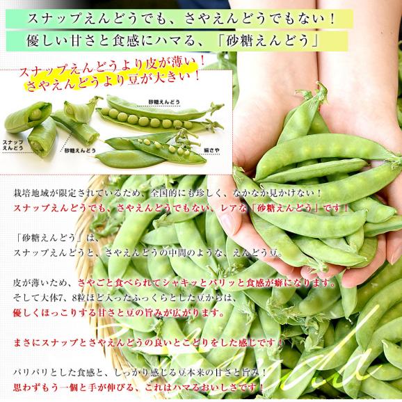 静岡県産 砂糖えんどう 約500g A品 2LからLサイズ 送料無料 さやえんどう えんどう豆 04