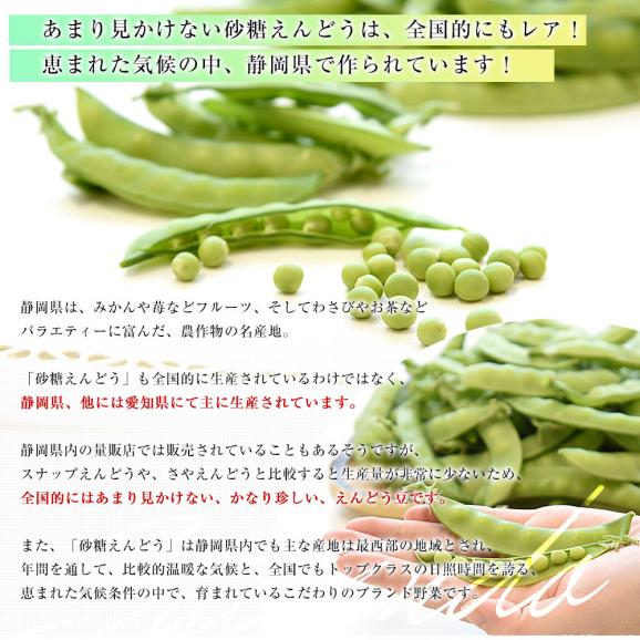 静岡県産 砂糖えんどう 約500g A品 2LからLサイズ 送料無料 さやえんどう えんどう豆 06