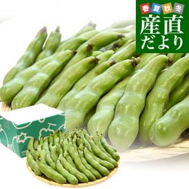 今が旬！甘くてホクホク！大粒のLサイズ！厳選産地の極上そら豆