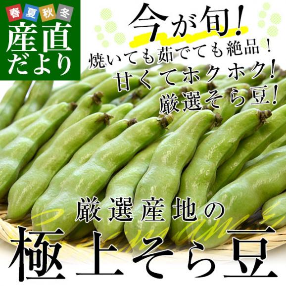 厳選産地の極上そら豆 秀品 Lサイズ 約2キロ（37本前後）送料無料 そらまめ ソラマメ 空豆 鹿児島県、愛媛県、千葉県、宮城県 他 クール便 市場発送02